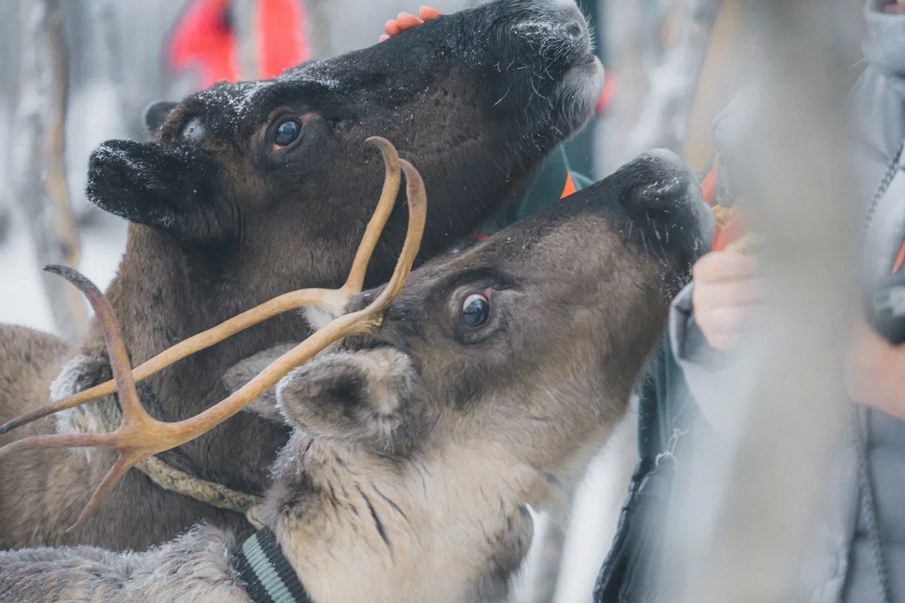 Reindeer during a visit to the ethnic village
