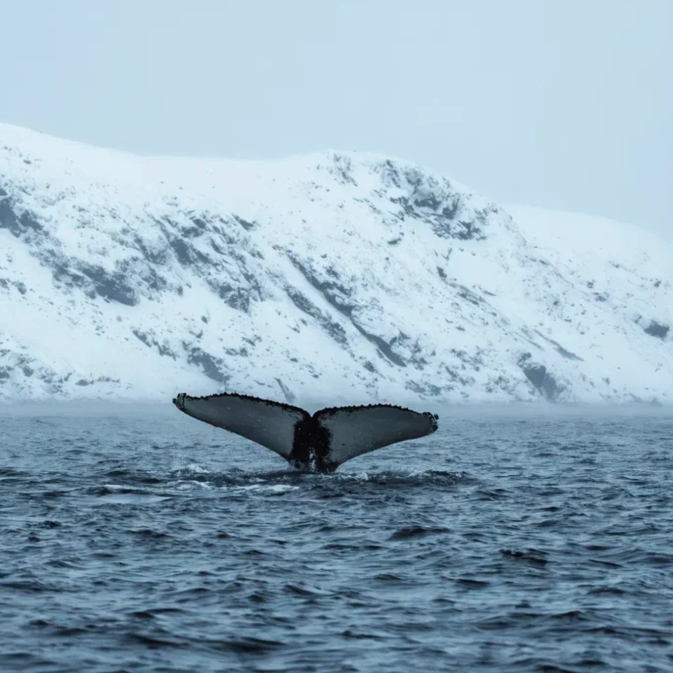 Whale tail at sea with snow-covered mountains